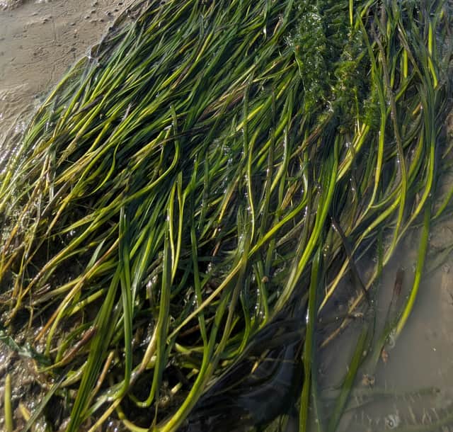 Seagrass in the Hamble. Picture: Tim Ferrero