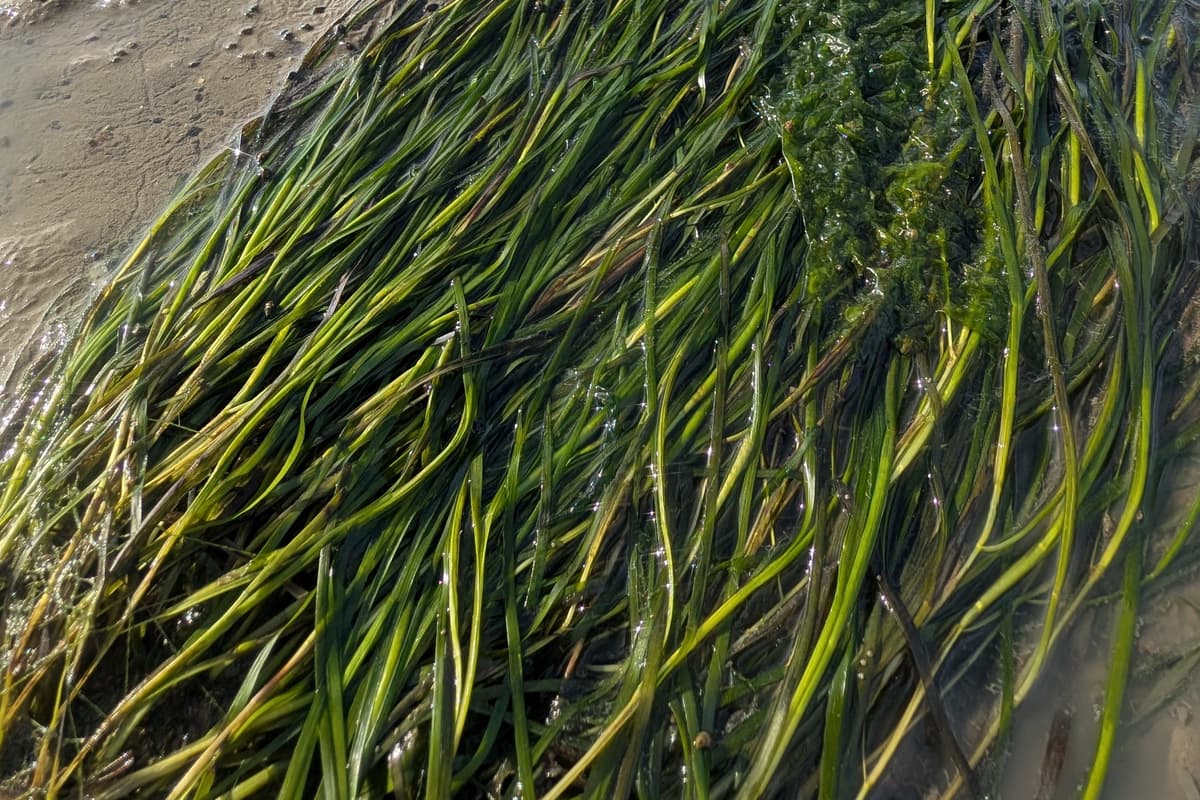Innovative project sees Seagrass begin to flourish in the Hamble for the ...