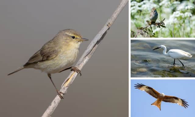 (Clockwise from left) Chiffchaffs, corn buntings, little egrets and red kites were among the species trending upwards in recent years