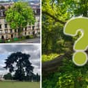These five 'rooted in culture' trees made up the top 5 in this year's competition