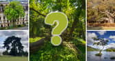 These five 'rooted in culture' trees made up the top 5 in this year's competition