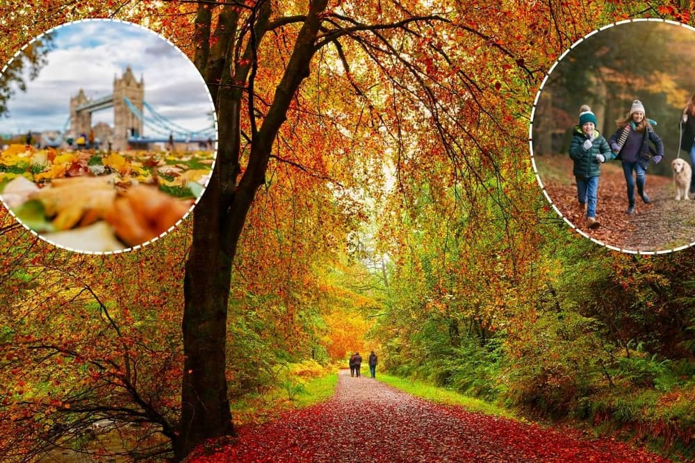 The weather over the past summer may trigger an especially vibrant display this autumn