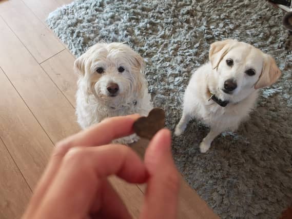 Gareth Butterfield’s dogs absolutely love their new "treats" - but do the health claims stand up in the real world?