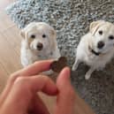 Gareth Butterfield’s dogs absolutely love their new "treats" - but do the health claims stand up in the real world? 