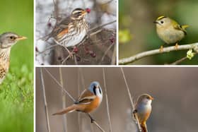 (Clockwise from left) Fieldfares, redwings, goldcrests, and bearded tits are among the birds it'll become a little easier to spot in the UK this month
