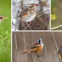 (Clockwise from left) Fieldfares, redwings, goldcrests, and bearded tits are among the birds it'll become a little easier to spot in the UK this month