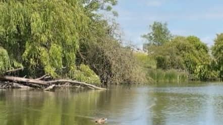 Hilsea moat, showing green water due to algal bloom