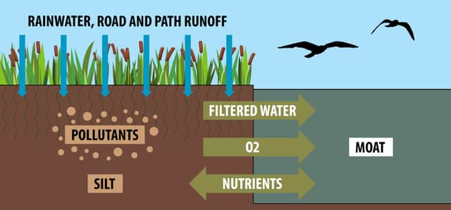 Moat improvement work - illustration of reed beds