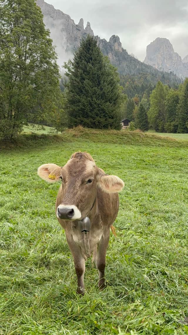 We met many different animals whilst on our hikes