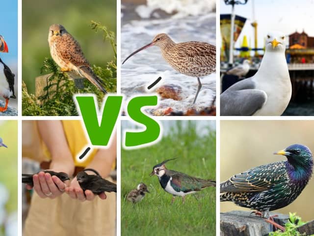 The eight birds competing this year are all species in need of special conservation support