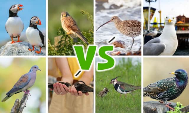 The eight birds competing this year are all species in need of special conservation support