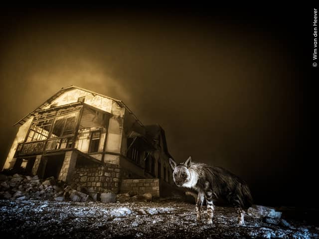 Ghost Town Visitor, this year’s winning photograph