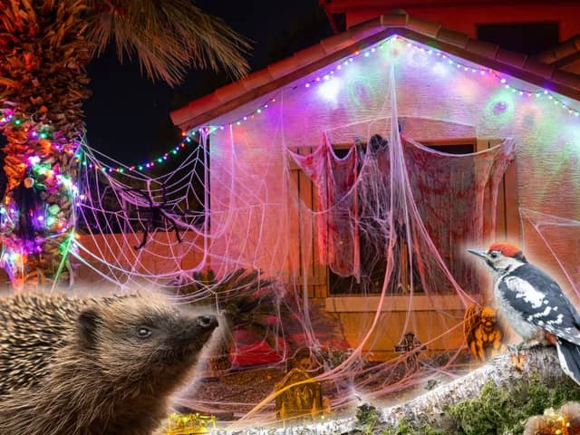 Nature charities say fake cobwebs can trap hedgehogs, birds, bats, and eve insects