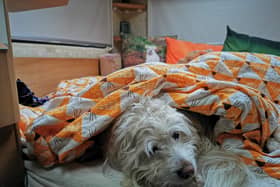 Poor little Rupert just wants the ground to swallow him up when the fireworks start - but calming chews seem to help