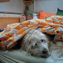 Poor little Rupert just wants the ground to swallow him up when the fireworks start - but calming chews seem to help