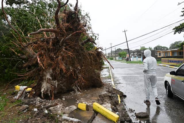 A man looks at a fallen tree in St. Catherine, Jamaica, shortly before Hurricane Melissa made landfall on October 28, 2025.