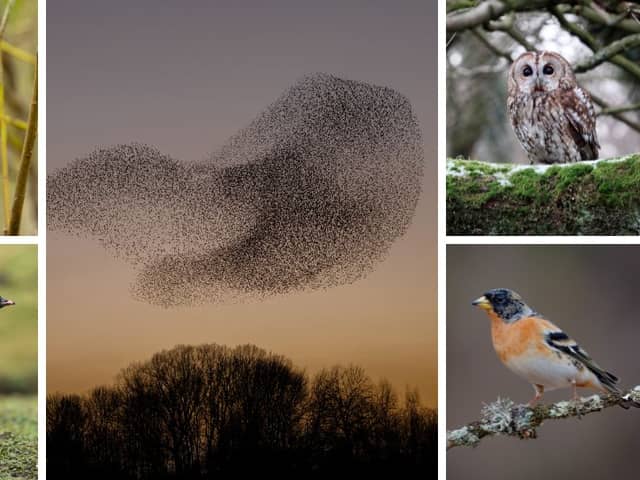 (Clockwise from top left) Yellow-browed warblers, starling murmurations, tawny owls, bramblings, and pink-footed geese are among the things birdwatchers have to look forwards to in November