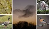 (Clockwise from top left) Yellow-browed warblers, starling murmurations, tawny owls, bramblings, and pink-footed geese are among the things birdwatchers have to look forwards to in November