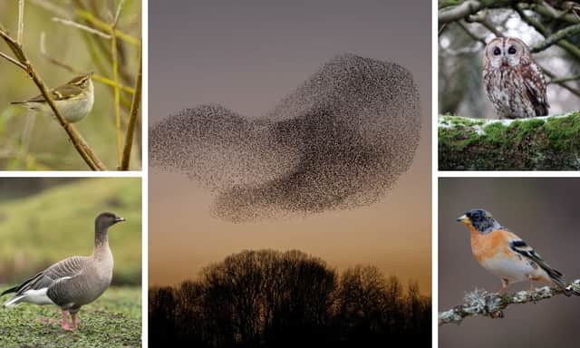 (Clockwise from top left) Yellow-browed warblers, starling murmurations, tawny owls, bramblings, and pink-footed geese are among the things birdwatchers have to look forwards to in November