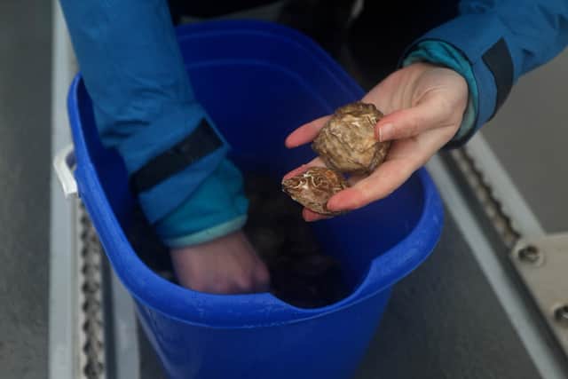 The European flat oysters, prevalent in the Solent until the 1980, have been raised in a dedicated a oyster garden at HMS Excellent.