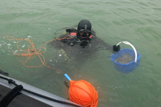 Oysters nurtured by the Royal Navy have been released to help the species return to the Solent.