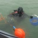 Oysters nurtured by the Royal Navy have been released to help the species return to the Solent.