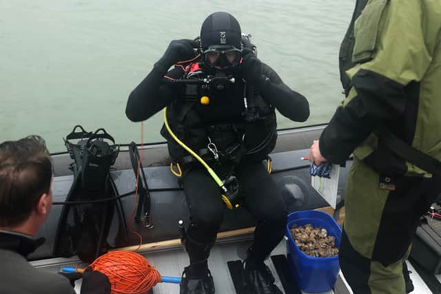 Experts from the Royal Navy's Bravo Diving Unit 2, normally used to dealing with unexploded bombs and mines, carefully placed the creatures on to a dedicated reef in the River Hamble, where hopefully they will settle and flourish.