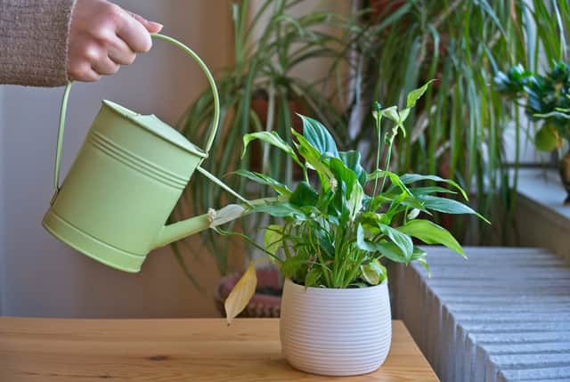 Nearly three in 10 avoid house plantsbecause they simply cannot keep them alive.