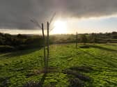 A few of the experimental 'Frankenstein trees' at Yonder Wood
