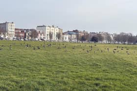 Fenced off area returns on Southsea Common for Brent Geese