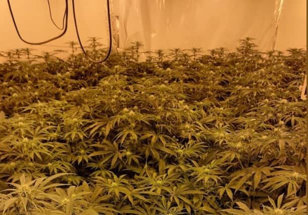 Cannabis factory in Henderson Road, Southsea