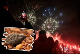 At-home bonfires can accidentally kill hedgehogs, while noisy fireworks displays can disturb birds