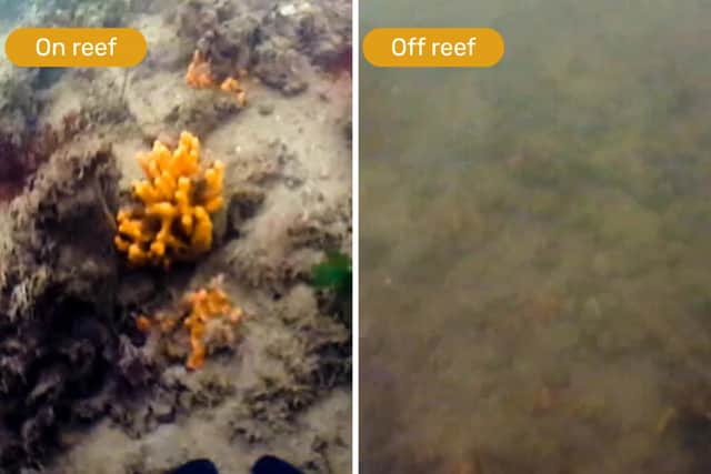 Marine life in the Solent is flourishing thanks to Royal Nay sailors returning thousands of oysters to the River Hamble.