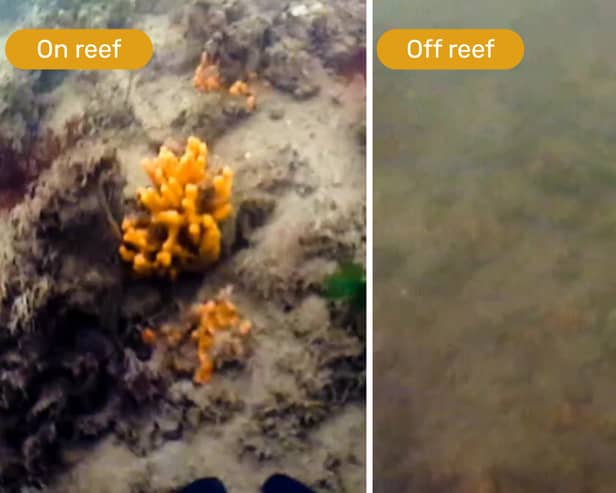 Marine life in the Solent is flourishing thanks to Royal Nay sailors returning thousands of oysters to the River Hamble.