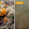 Marine life in the Solent is flourishing thanks to Royal Nay sailors returning thousands of oysters to the River Hamble.