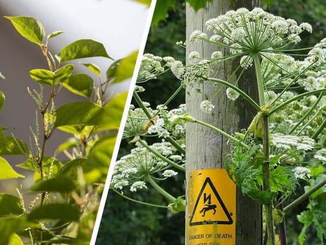 Japanese knotweed (left) and giant hogweed can both cause you big problems