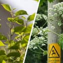 Japanese knotweed (left) and giant hogweed can both cause you big problems