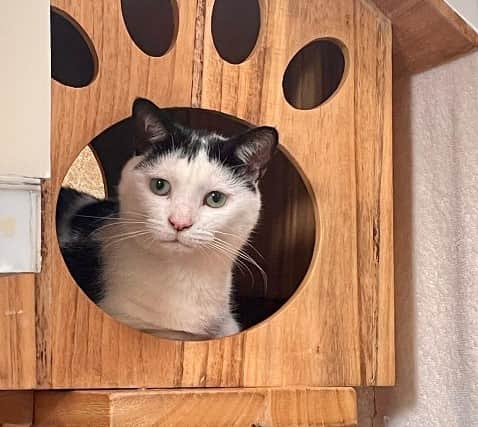 Fringe, a one-year-old domestic short hair cat, is looking for his forever home with patient owners.