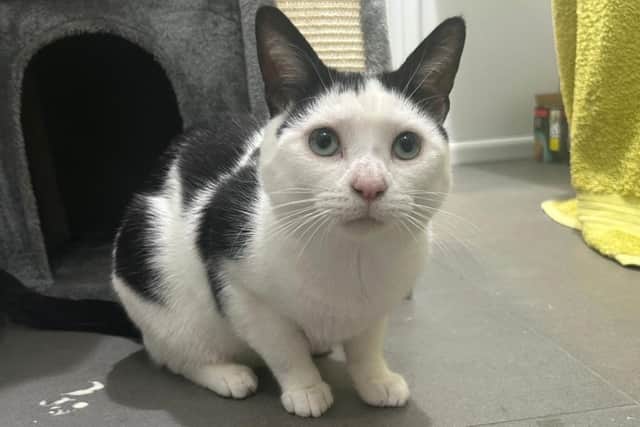 Fringe, a one-year-old domestic short hair cat is looking for a loving home after ending up in the care of RSPCA's Stubbington Ark.
