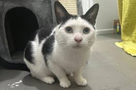 Fringe, a one-year-old domestic short hair cat is looking for a loving home after ending up in the care of RSPCA's Stubbington Ark. 