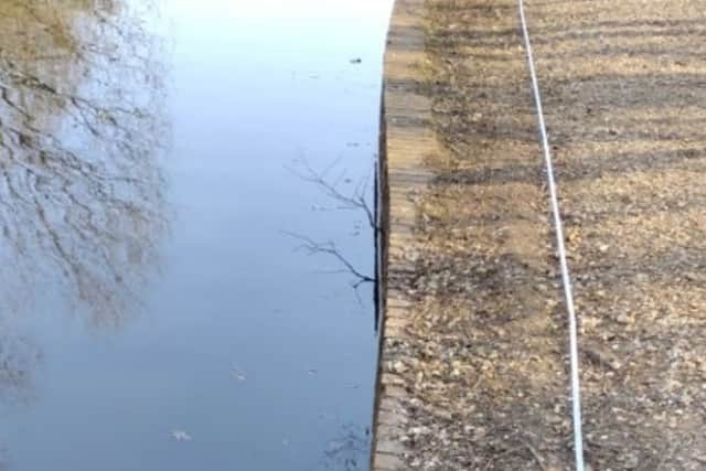 A small tree starting to grow in the wall at Staunton Country Park Lake