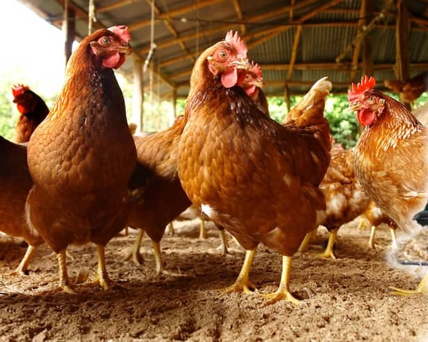 All poultry in England must be kept inside to limit further outbreaks, and keepers have to follow strict biosecurity rules
