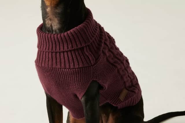 Knitted coats are great for short-haired breeds