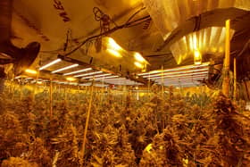 A large cannabis factory was found in Four Marks. Police arrested a man from Portsmouth, with the drugs being seized and destroyed.