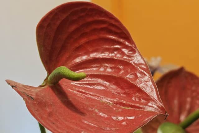 The camera quality is every bit as impressive as you'd expect from a flagship handset