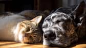 A predictable feeding routine keeps pets settled and stress free, which is why so many owners are turning to automatic deliveries.