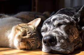 A predictable feeding routine keeps pets settled and stress free, which is why so many owners are turning to automatic deliveries.
