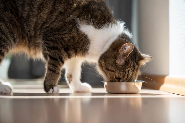 Reliable deliveries mean full bowls on time, every time, which is why so many pet owners are switching to predictable subscriptions.