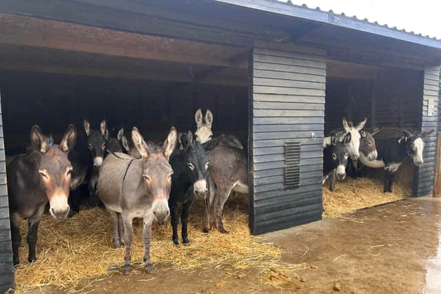 Hayling Island Donkey Sanctuary, in Mill Rythe Lane, has created a GoFundMe page after persistent rain has forced the sanctuary to close to visitors, resulting in no income stream.