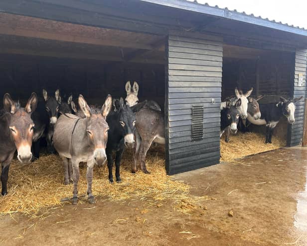 Hayling Island Donkey Sanctuary, in Mill Rythe Lane, has created a GoFundMe page after persistent rain has forced the sanctuary to close to visitors, resulting in no income stream. 
